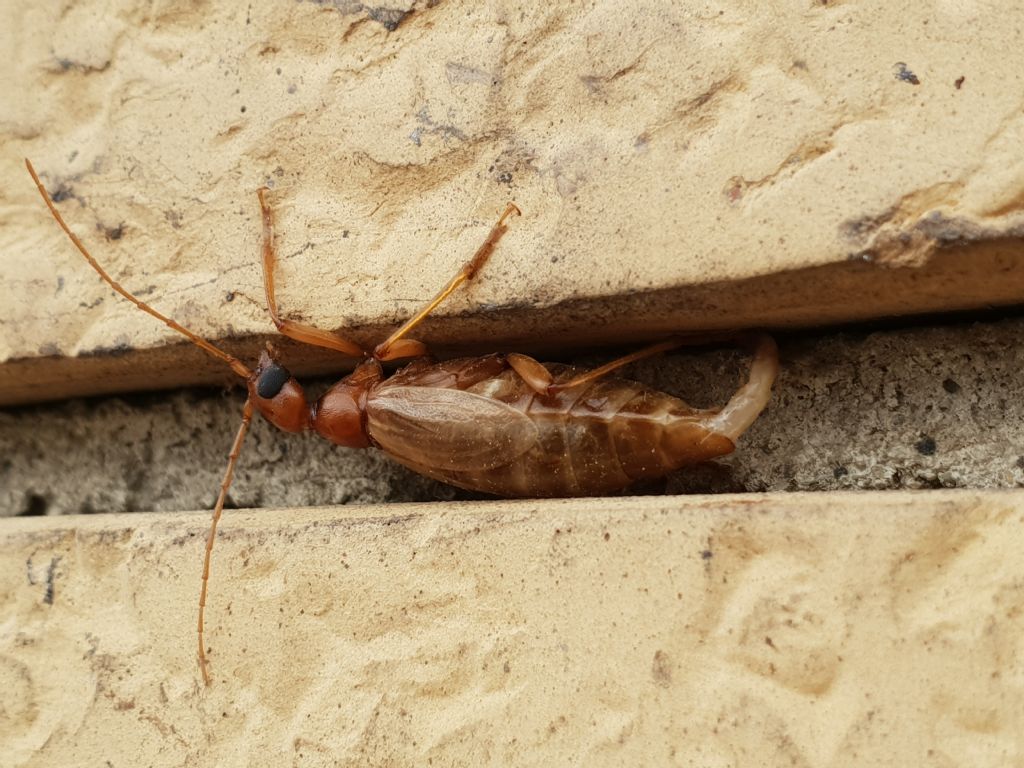 Vesperidae?  S, Vesperus luridus